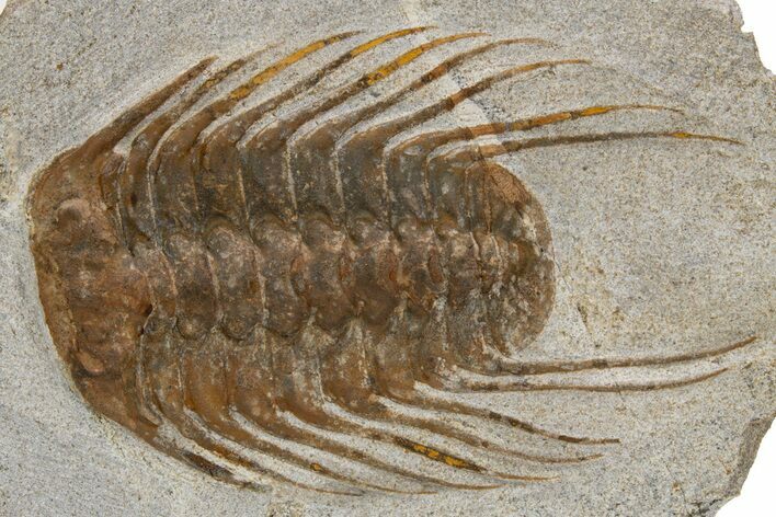 Spiny Selenopeltis Trilobite - Erfoud, Morocco #300373